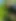 Een persoon buigt zich tussen de wijnranken en toont een tros jonge druiven in een wijngaard op een zonnige dag. Groene bladeren vullen het beeld.